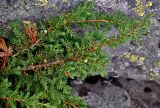 Juniperus sibirica