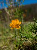 Trollius asiaticus. Верхушка побега с цветком. Среднесибирское плоскогорье, плато Путорана, дол. р. Курейка, пойма реки. 27.06.2017.