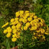 Tanacetum vulgare. Соцветие. Чувашия, окр. г. Шумерля, Песчаная дорога. 2 августа 2008 г.