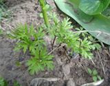 Anemone coronaria