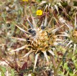 Cynara cornigera