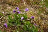 Primula deorum