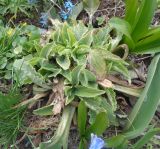 Digitalis purpurea