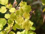 Thalictrum sparsiflorum. Лист в осенней окраске. Магаданская обл., г. Магадан, мкр-н Снежная Долина, долина р. Дукча, тополево-чозениевый лес, в сообществе с Rosa amblyotis. 30.08.2020.