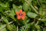 Anagallis arvensis