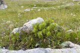 Gentiana septemfida. Вегетирующее растение. Карачаево-Черкесия, Урупский р-н, Кавказский биосферный заповедник, Имеретинские озёра, у оз. Тихое, ≈ 2600 м н.у.м., альпийский луг, в выемке скалы. 29.07.2022.