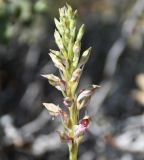 Anacamptis coriophora подвид fragrans