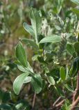 Salix glauca. Ветвь с соплодием. Мурманская обл., Кольский р-н, сельское поселение Териберка, о. Кильдин, западный берег оз. Могильное, кустарничковая тундра. 24.06.2023.