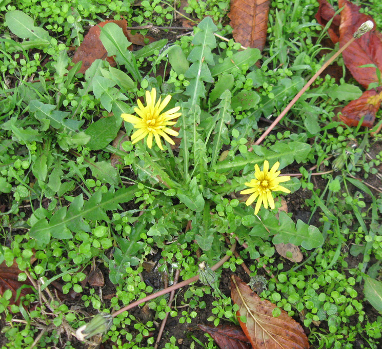 Изображение особи Taraxacum hybernum.