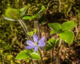 Hepatica nobilis