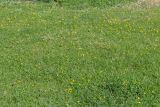 Oxalis corniculata. Цветущее растение. Израиль, г. Яффо, сорное. 06.04.2024.