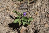 genus Campanula