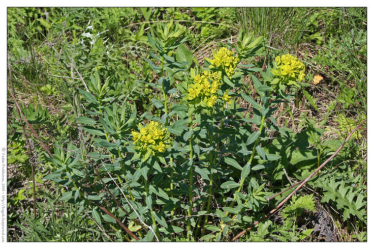 Изображение особи Euphorbia semivillosa.