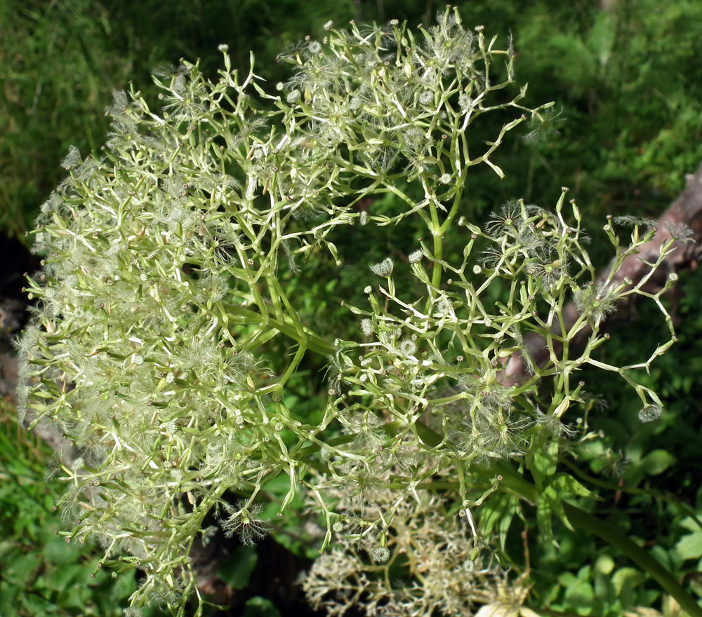 Изображение особи Valeriana sambucifolia.