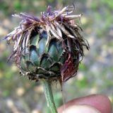 Centaurea integrifolia