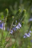 Veronica jacquinii. Соцветия. Ростовская обл., Аксайский р-н, окр. хутора Александровка. 14.05.2011.