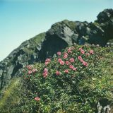 Rhododendron kotschyi