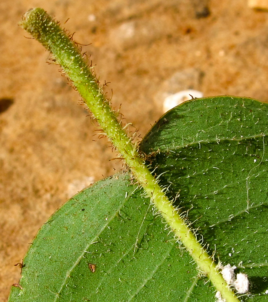 Image of Corymbia torelliana specimen.