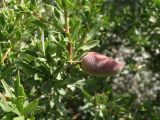 Amygdalus spinosissima. Листья и незрелый плод. Узбекистан, Ташкентская обл., отроги Чаткальского хребта над ж.-д. ст. Ходжикент. 10.05.2008.