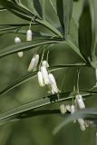 Polygonatum sewerzowii