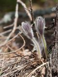 Pulsatilla patens