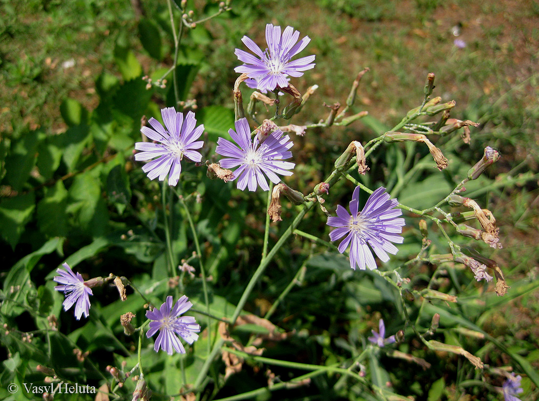 Изображение особи Lactuca tatarica.