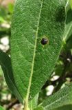 Salix recurvigemmata. Часть листа со стромой гриба Rhytisma salicinum. Архангельская обл., Холмогорский р-н, окр. пос. Усть-Пинега, скалистый берег р. Пинега. 28.08.2013.