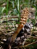 Equisetum arvense