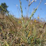 Linum squamulosum