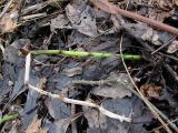 Equisetum fluviatile