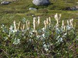 Salix lanata