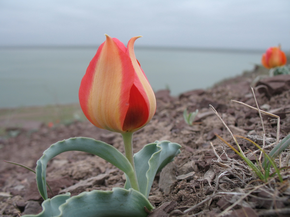 Изображение особи Tulipa alberti.