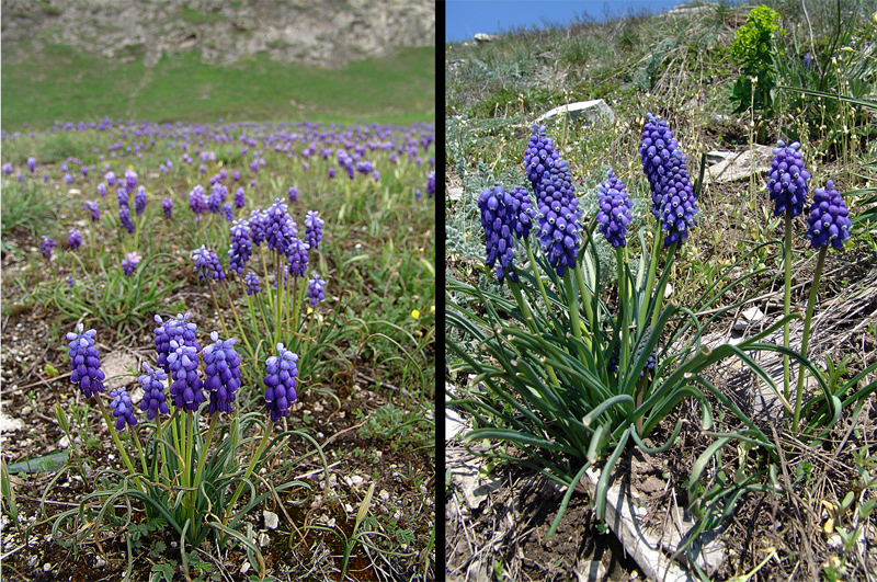 Изображение особи Muscari armeniacum.