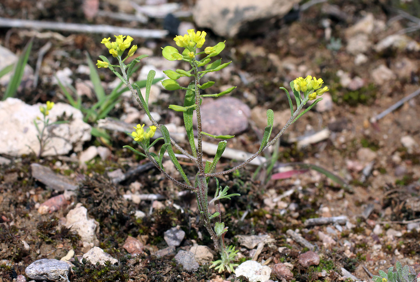 Изображение особи Meniocus linifolius.