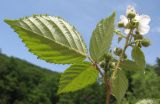 Rubus caucasicus. Верхушка побега с цветком, бутонами и кормящейся тлёй. Краснодарский край, Абинский р-н, окр. станицы Эриванская, галечно-валунный берег р. Абин. 06.06.2015.