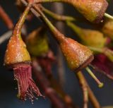 Eucalyptus leucoxylon