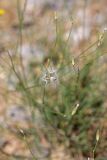 Chondrilla lejosperma. Соплодие со зрелыми семянками. Южный Казахстан, горы Алатау (Даубаба), Восточное ущелье. 11.08.2014.