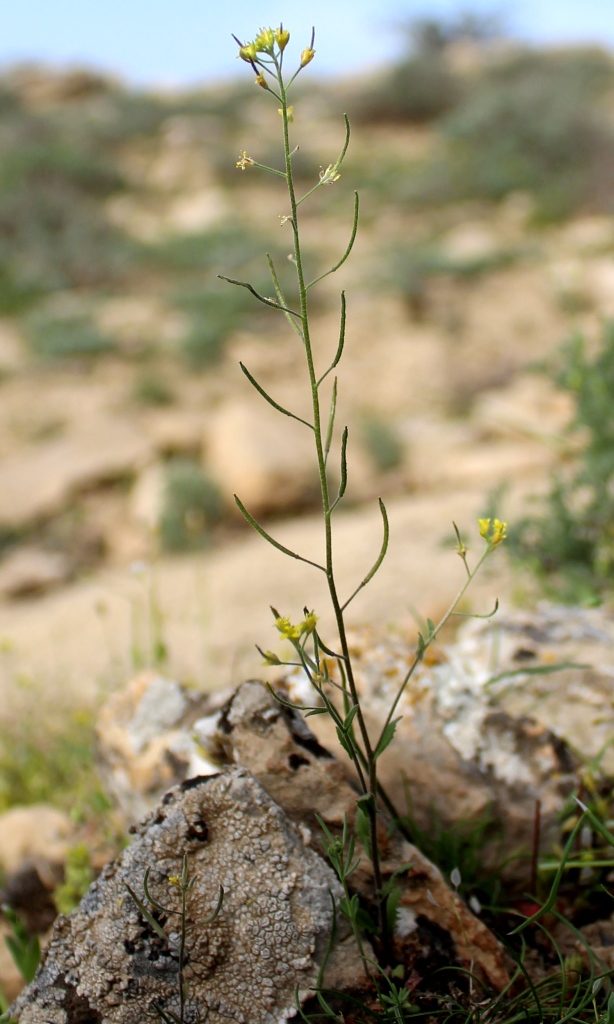 Изображение особи Arabidopsis pumila.