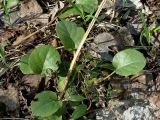 Pyrola rotundifolia. Прикорневые листья. Чувашия, окр. г. Шумерля, пойма р. Паланка, берёзовая роща. 28.04.2016.