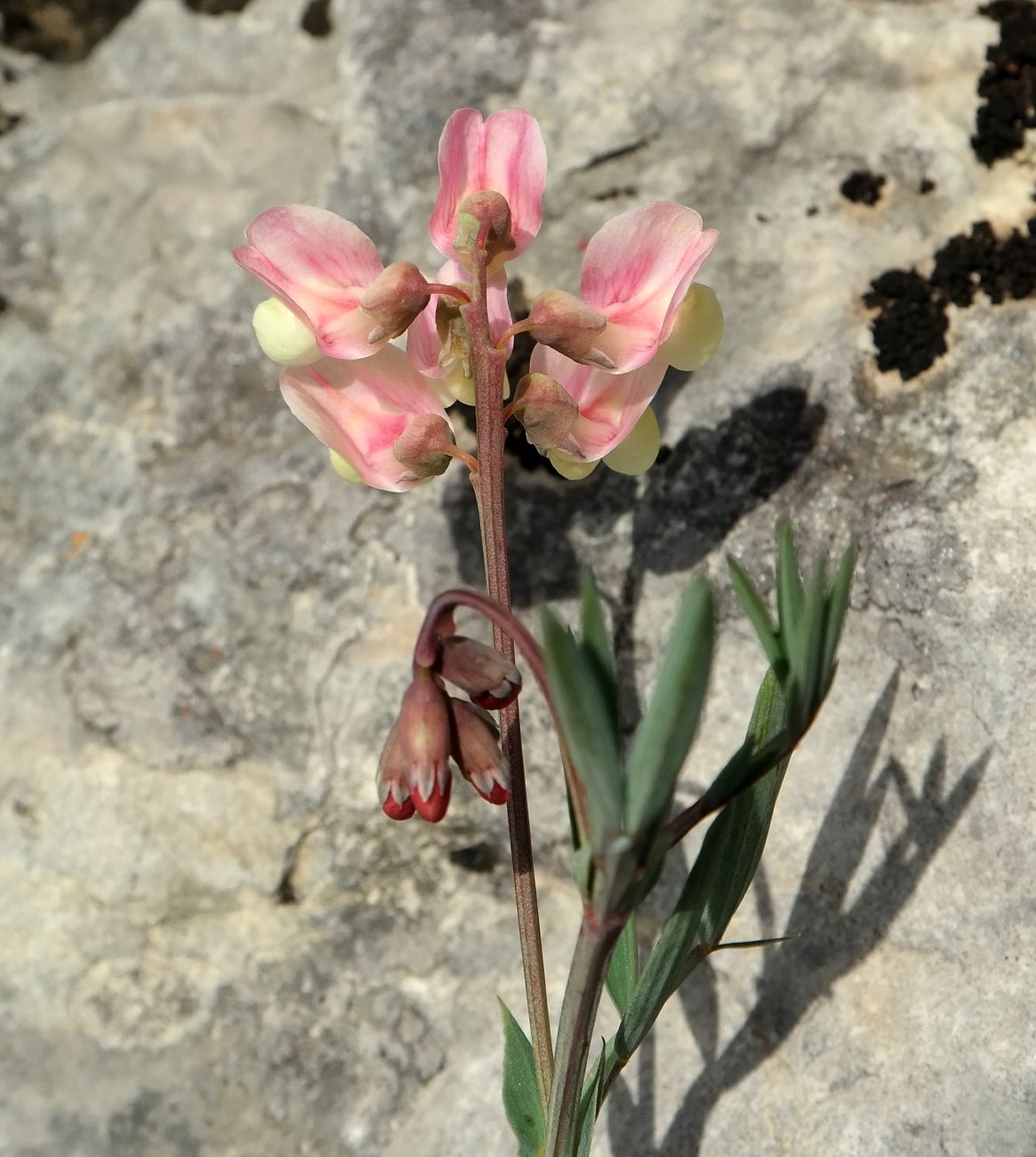 Изображение особи Lathyrus lacaitae.