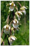 Epipactis palustris. Часть соцветия. Республика Татарстан, Тюлячинский р-н, окр. д. Ключищи, р. Мёша. Июль 2004 г.