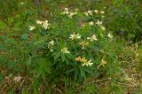 Trifolium spryginii