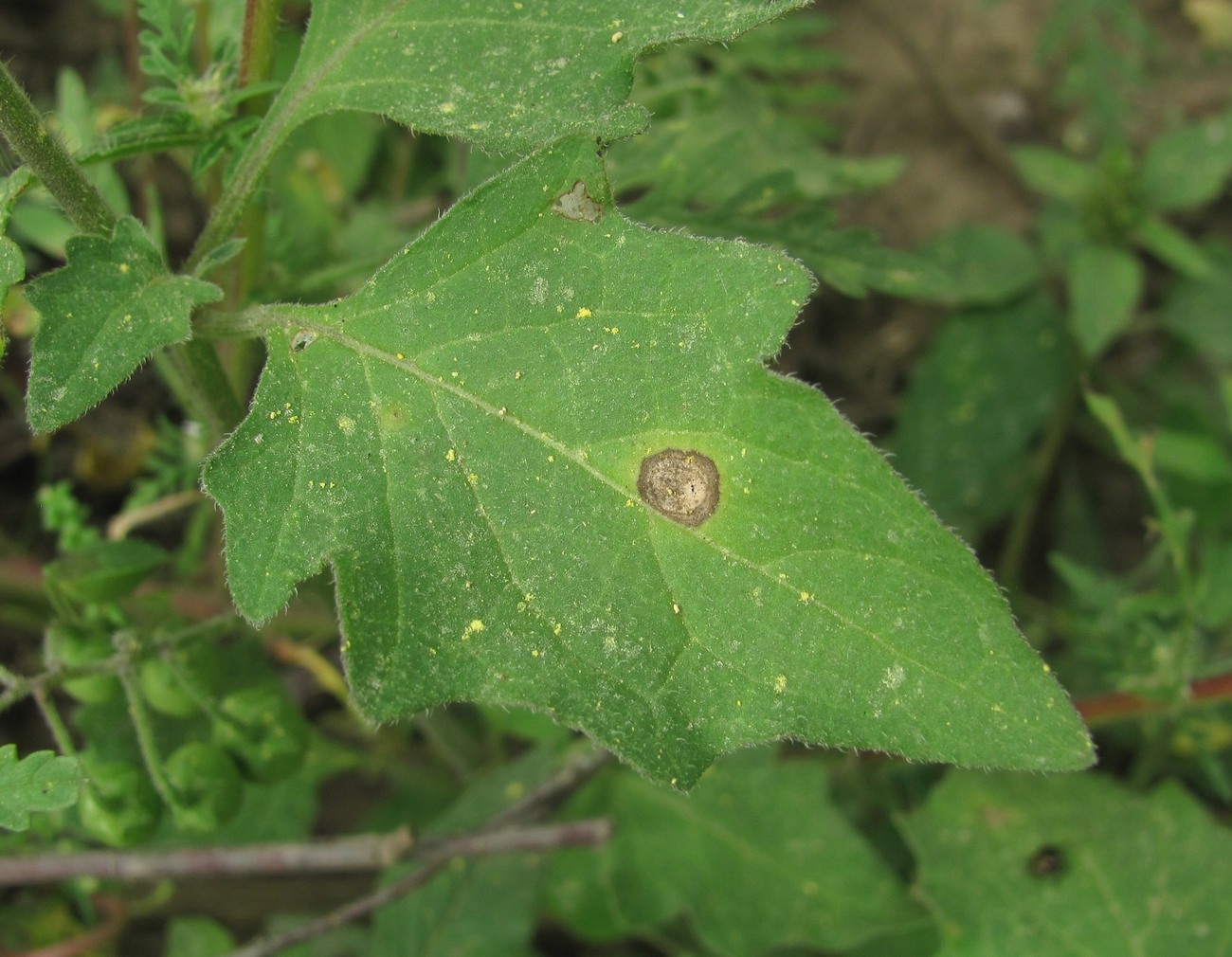 Изображение особи Solanum nigrum ssp. schultesii.