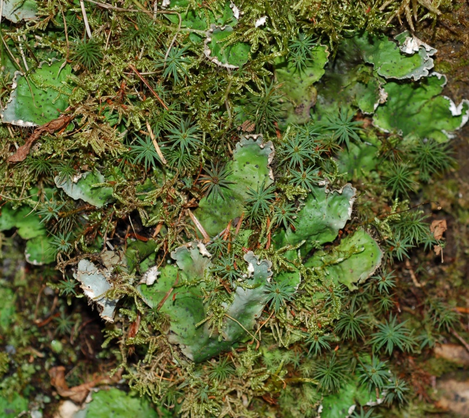 Image of Peltigera aphthosa specimen.