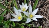 Ornithogalum sintenisii