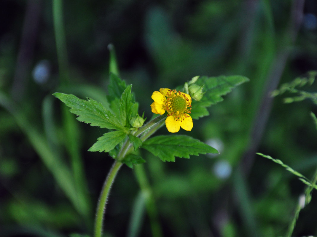 Изображение особи Geum aleppicum.