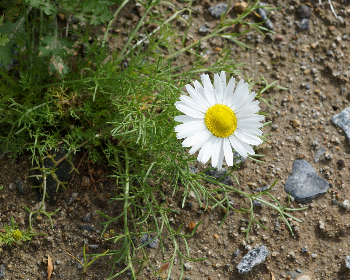 Изображение особи Tripleurospermum inodorum.