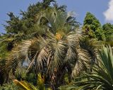 Butia capitata