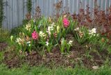 Hyacinthus orientalis