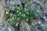 Silene foliosa